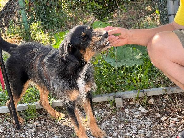 Ley (Marley), cagnolino 6 anni e mezzo – taglia media, dolce e giocherellone Foto 4